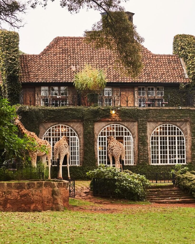 Giraffes near a charming, ivy-covered house with arched windows, showcasing a unique travel destination in Nairobi for New Year's Eve celebrations.